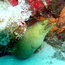 eel_02.jpg