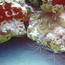 shrimp_01.jpg