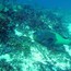 parot_fish_02.jpg